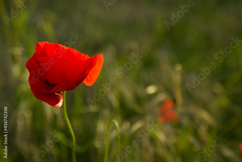 Red poppy flower on wild field. Selective focus. Soft light. Lonely poppy.