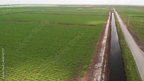 Sugar cane fields and canals in Florida. Aerial view.