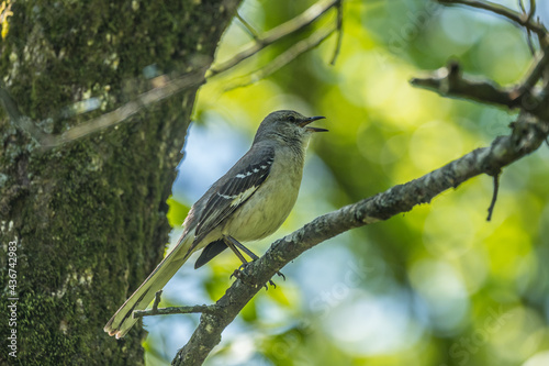 Mockingbird on a branch singing