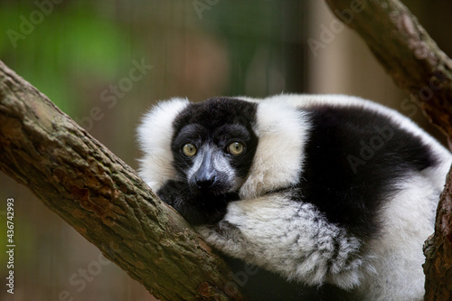 Lemur is the name given to the species of primate species that belong to the superfamily Lemuroidea or infraorder Lemuriformes, depending on the classification criteria.