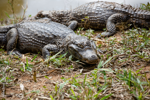 Jacaré, também chamado aligátor e caimão, são crocodilianos da família Alligatoridae, sendo muito parecidos com os crocodilos, dos quais se distinguem pela cabeça mais curta e larga.