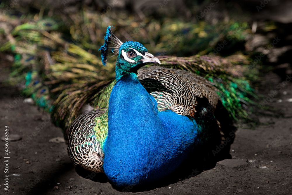 Fototapeta premium bright blue peacock sits and turns his head