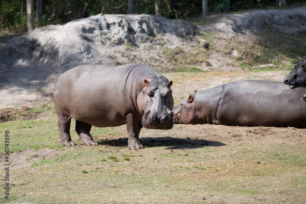 Fototapeta premium The common or nile hippopotamus is a large Omnivorous mammal from sub-Saharan Africa and one of only two non-extinct species in the family Hippopotamidae.