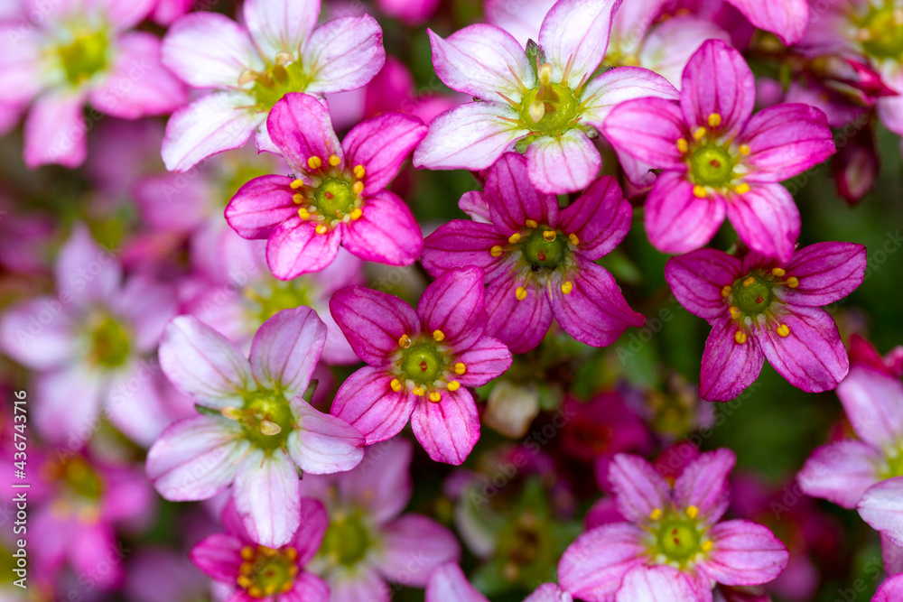 Beautiful spring flowers of Saxifraga × arendsii blooming in the garden, close up Beautiful spring flowers of Saxifraga × arendsii blooming in the garden, close up