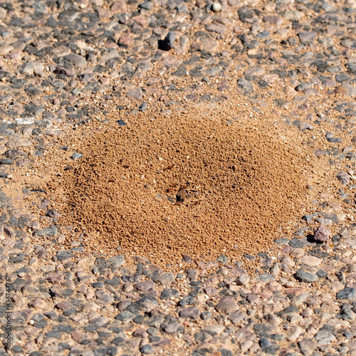 Ants are working on their ant hill, which is on gravel.