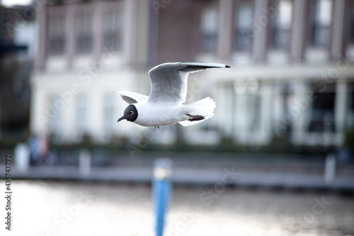 Möwe im Flug bei schönem Wetter