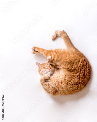Canvastavla The cat sleeps in an uncomfortable position
