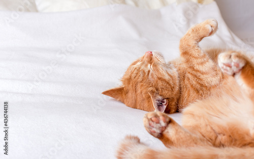Ginger cat lying on the back on white soft blanket and sleeping with its paws up in the air.