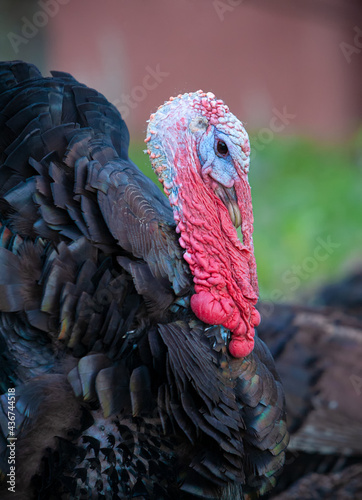 Portrait of a poultry - an angry male turkey with a red head against the background of grass and a fence.