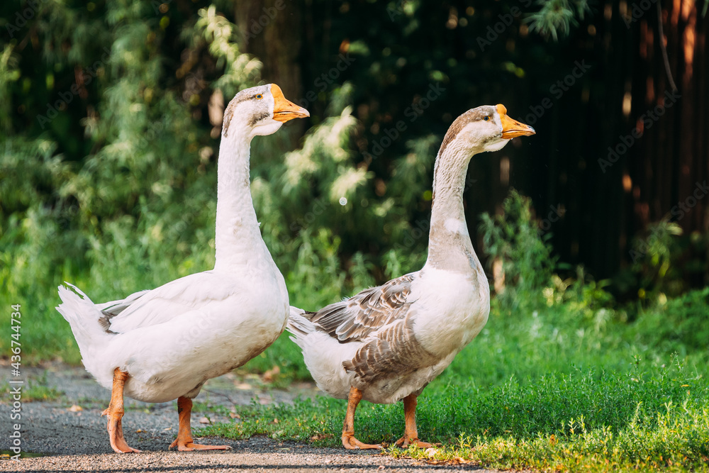 Geese Goose Walking Outdoors In Summer Day. Geese Goose Walking Outdoors In Summer Day.