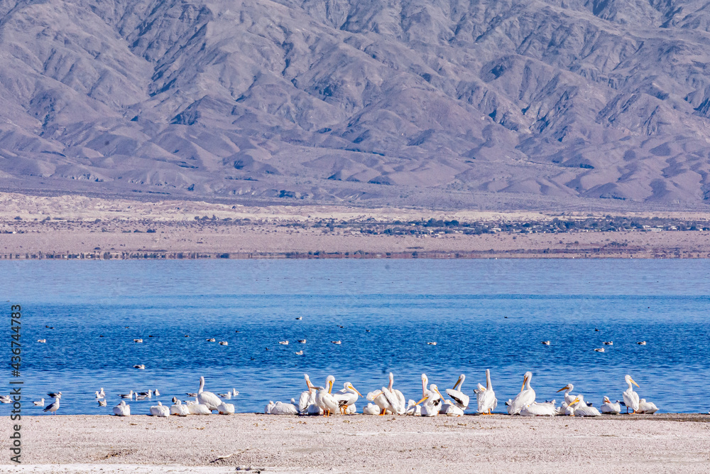 USA, CA, Salton Sea - December 28, 2012: Colony of white pelicans resting at NW shoreline in front of blue water and gray mountain flanks in back.