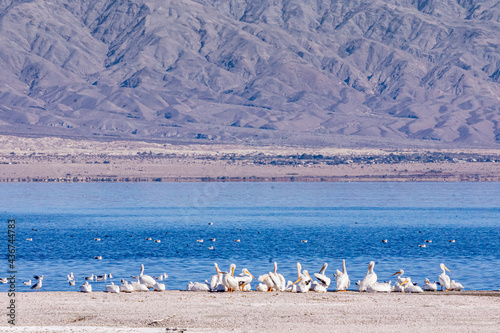 USA, CA, Salton Sea - December 28, 2012: Colony of white pelicans resting at NW shoreline in front of blue water and gray mountain flanks in back. photo