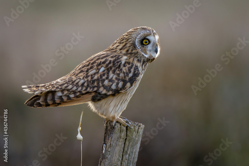 Short-eared owl pooping closeup  bird droppings