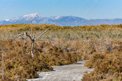 USA, CA, Salton Sea - December 28, 2012: Brown shrub on gray-white dry marsh land with snow topped mountain range on horizon under blue sky.  photo