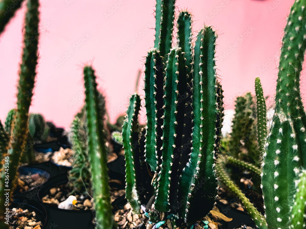 Cactus on pink background wall. Trendy plants with colorful concept.