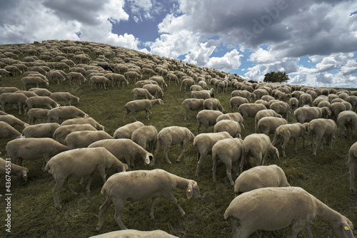 sheep herd  in summer on a mountain 
Fuerth Schafe auf dem Energieberg photo