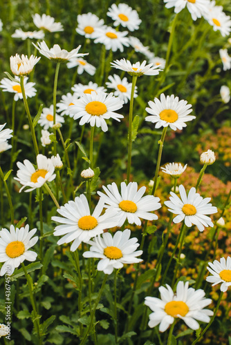 field chamomile, medicinal chamomile, chamomile field 