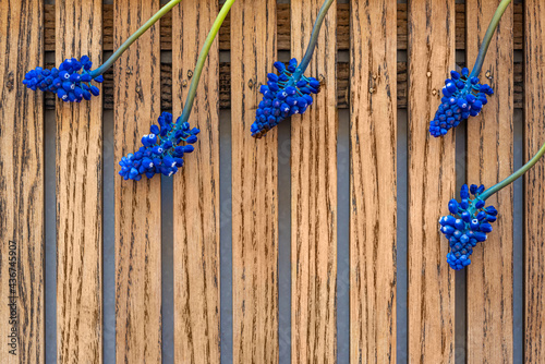 Gentle small bright blue muscari flowers on thin stems on table of wooden planks close view from above space for design