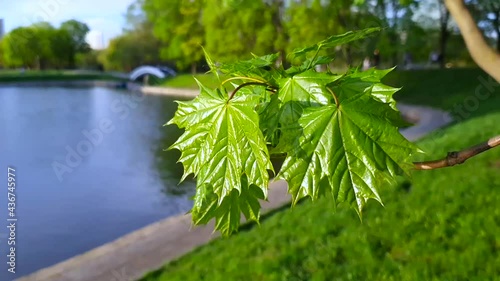 A maple branch in front of a blue sky in spring with a strong wind, people walking in the background.