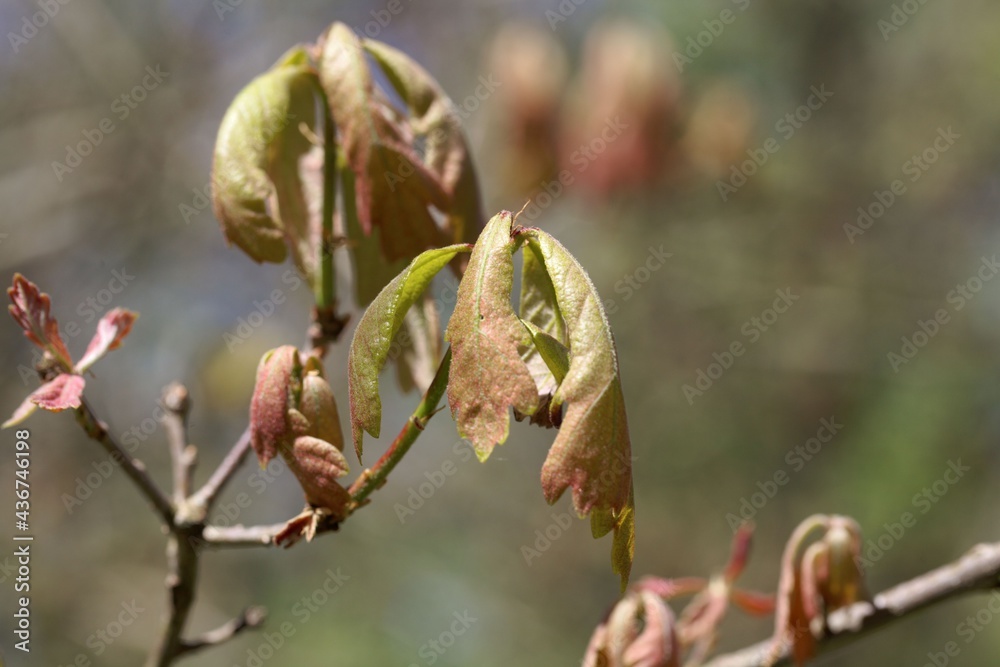 Spring shoots of a White oak, Quercus alba Spring shoots of a White oak, Quercus alba
