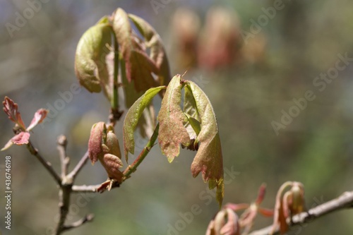 Canvas Print Spring shoots of a White oak, Quercus alba