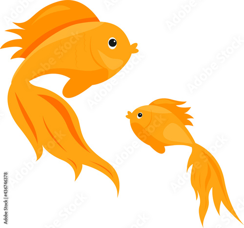 goldfish isolated on white