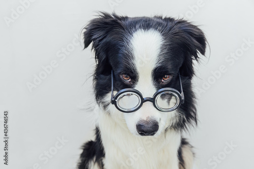 Funny portrait of puppy dog border collie in comical eyeglasses isolated on white background. Little dog gazing in glasses like student professor doctor. Back to school. Cool nerd style. Funny pets.