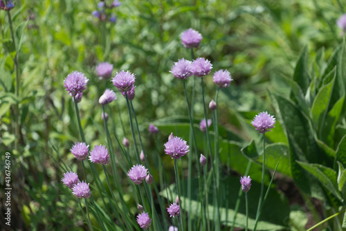 chive flowers in the field