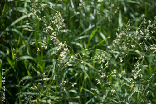 grass in the wind