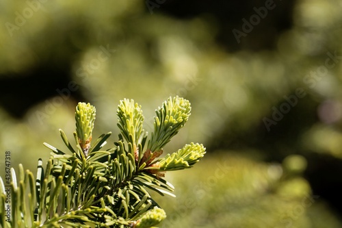 Needles of a balsam fir, Abies balsamea photo