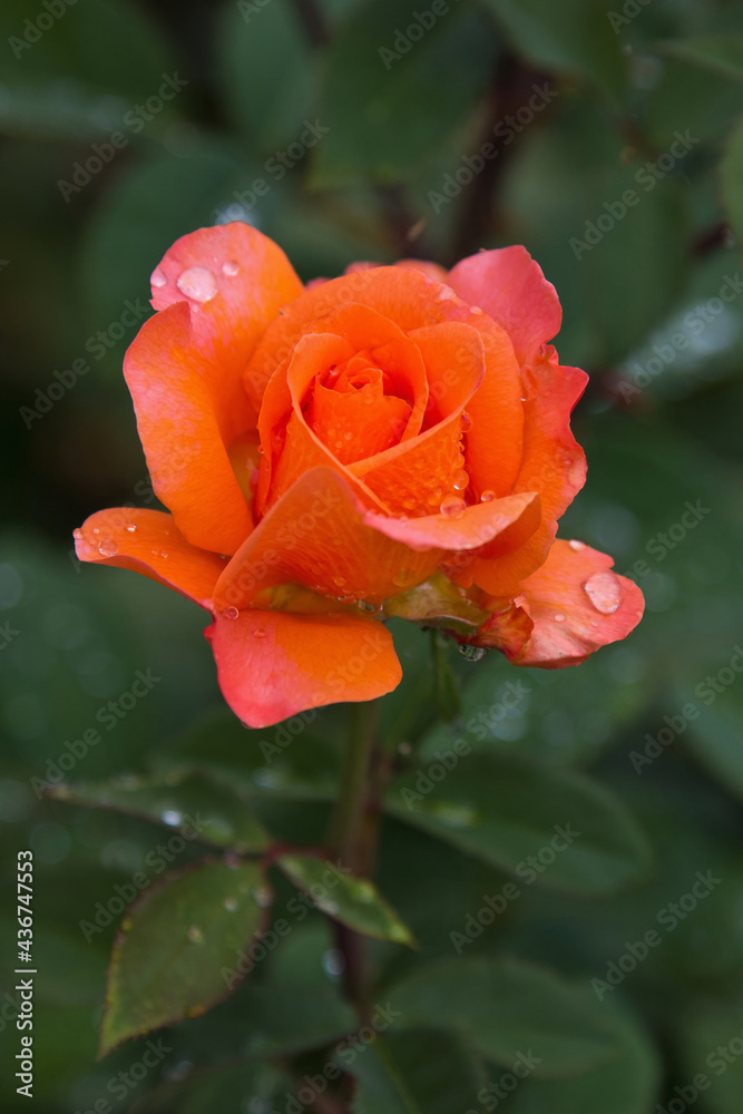 Nahaufnahme einer orangefarbenen Rose mit Wassertropfen