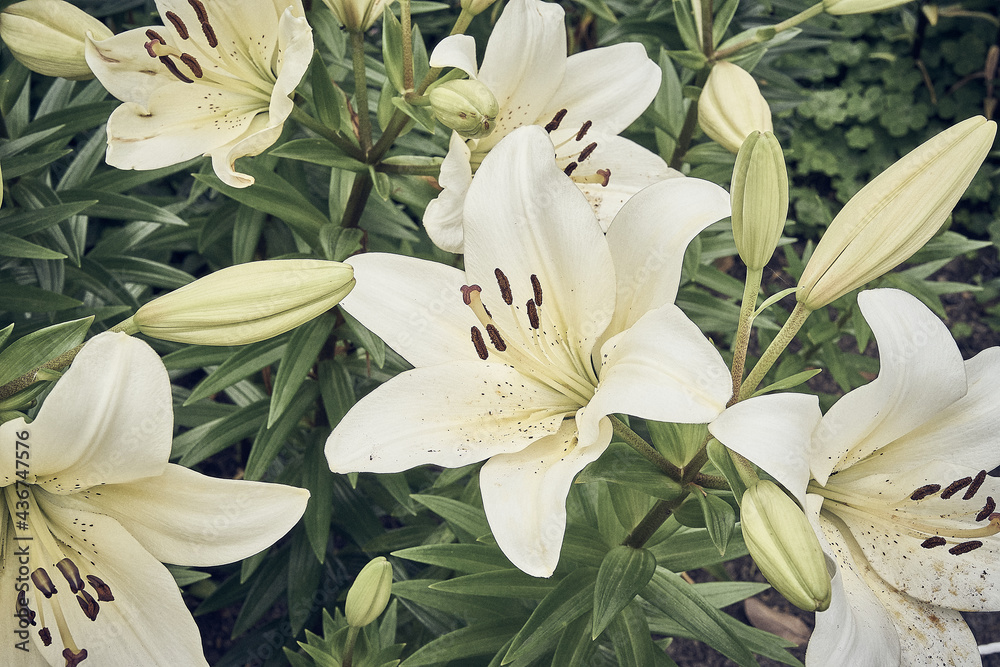Obraz premium white lily