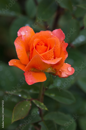 Nahaufnahme einer orangefarbenen Rose mit Wassertropfen