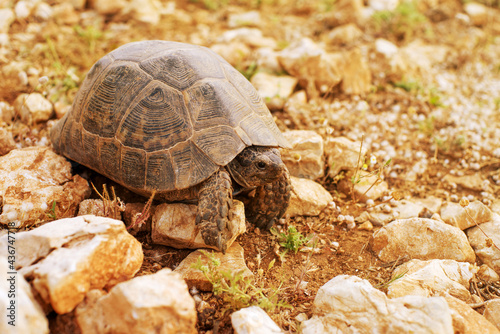 Land turtle in the mountains of Turkey in summer, close up