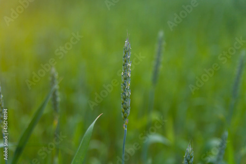 Spikelet of wheat, close up. Wheat field in spring. 