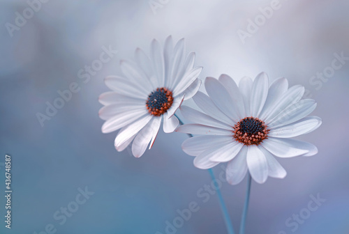 Białe Kwiaty Osteospermum, African daisy