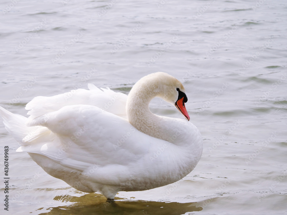Naklejka premium white swan posing in sunshine at riverside