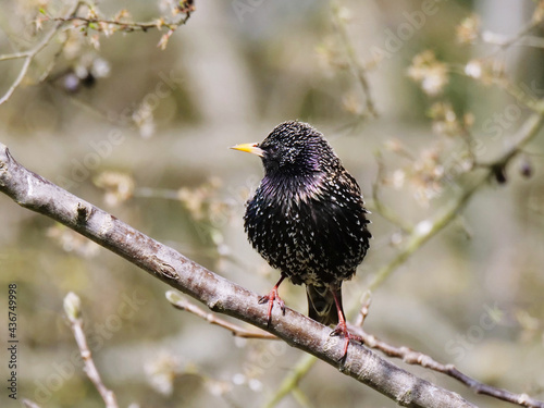 starling perching at a twig