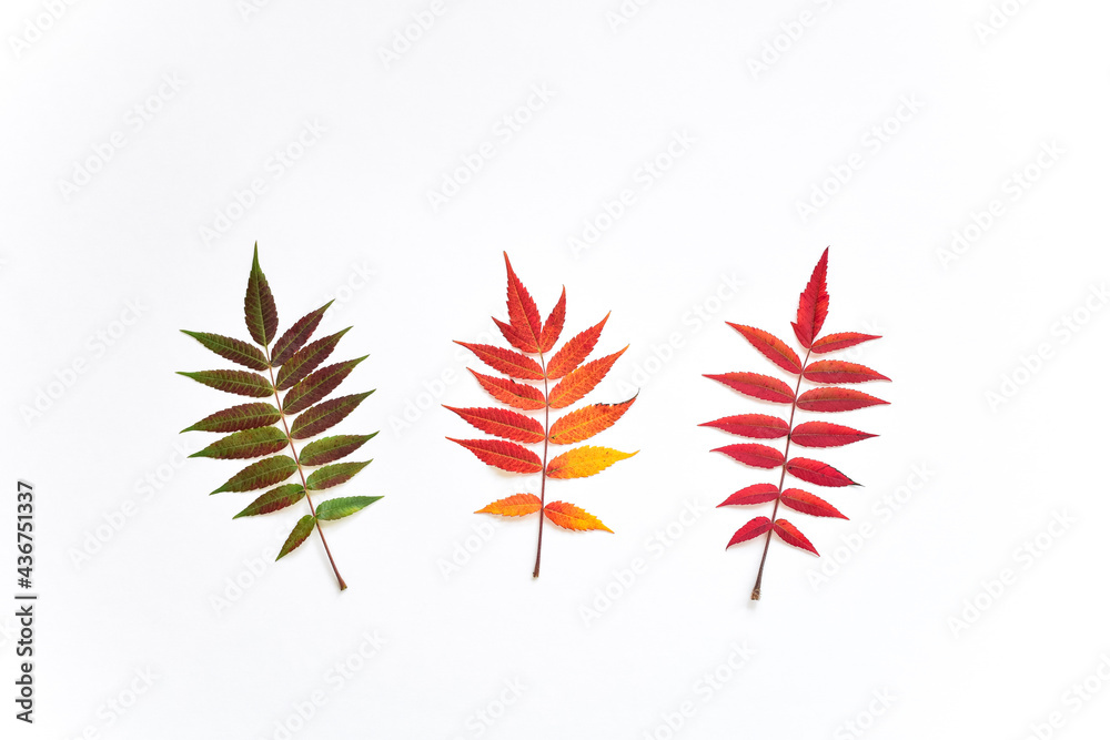 Three Sumac autumn leaves on white background