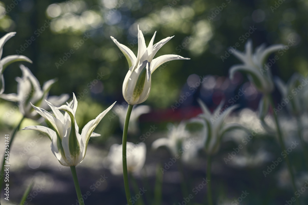 Fototapeta premium Spring tulips in the park, ginger and blue