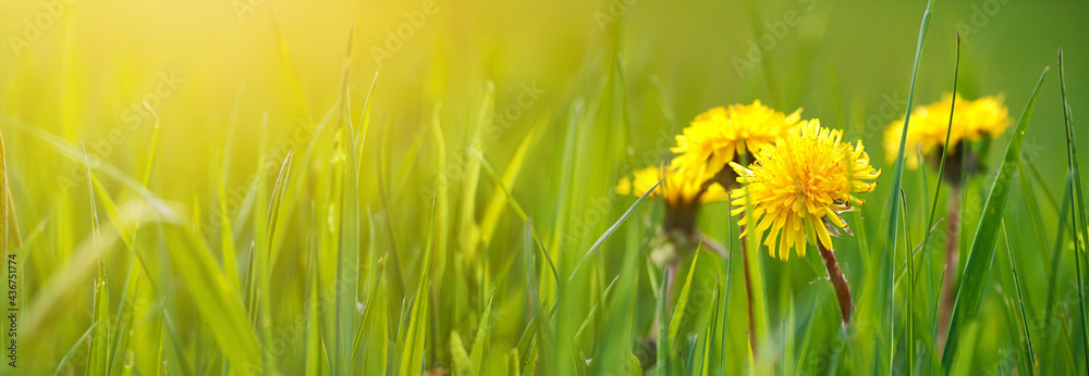 Selective focus close-up of the yellow dandelions on spring meadow, banner. Yellow flowers in green grass on the field. Taraxacum officinale - obrazy, fototapety, plakaty 