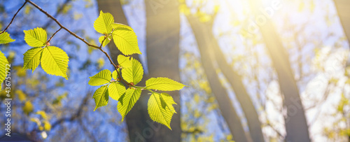 Spring landscape, background, banner - view of the hazel leaves on the branch in the deciduous forest on a sunny day, close up, with space for text photo