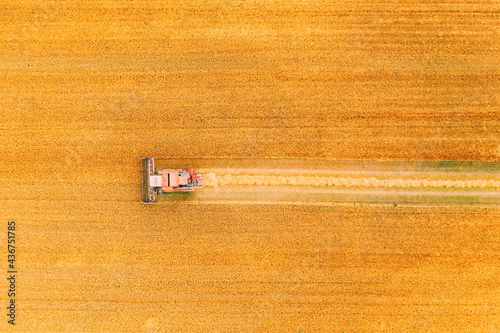 Aerial View Combine Harvester Working In Field. Harvesting Of Wheat In Summer Season. Agricultural Machines Collecting Wheat Seeds