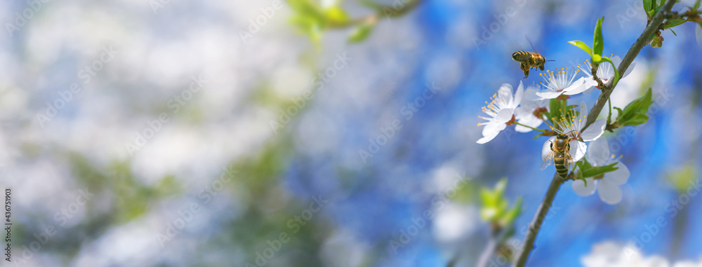 Spring background, banner - flowers of plum tree, pollinated by bees, selective focus, close up with space for text