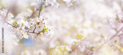 Spring background  banner - flowers of plum tree  selective focus  close up with space for text