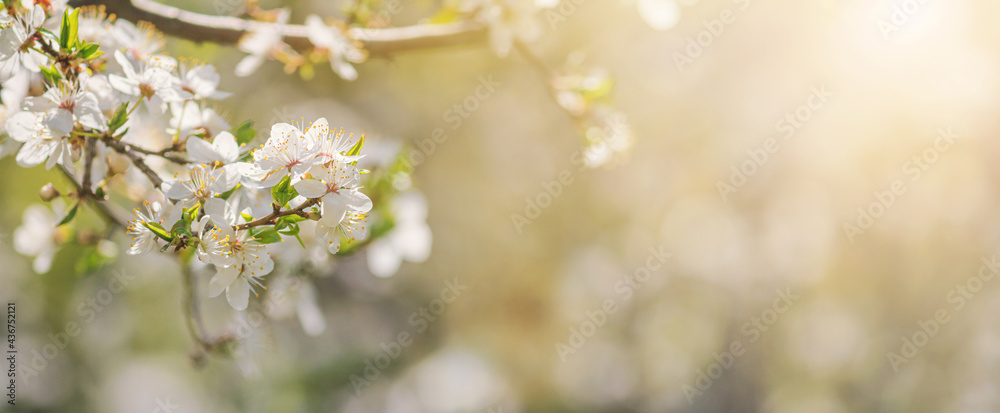 Spring background, banner - flowers of plum tree, selective focus, close up with space for text Spring background, banner - flowers of plum tree, selective focus, close up with space for text