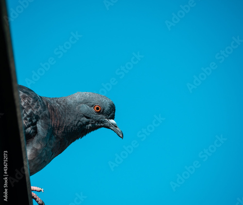 A blue pigeon sits on the roof and watches intently, against the blue sky. Space for your text. photo