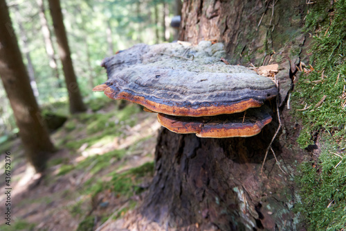 beautiful multicolored large mushroom on a tree trunk