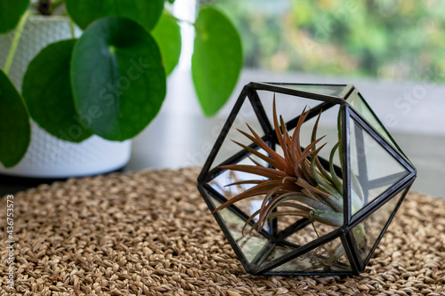 Air plant Tillandsia in home interior close up. Taking care of Tillandsia air plant.