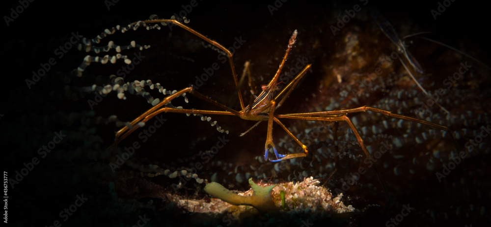 Yellowline arrow crab (Stenorhynchus seticornis) hides on the reef off the Dutch Caribbean island of Sint Maarten